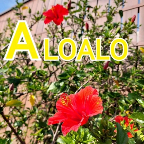 夏季限定品「爽快ロック ALOALO」2024 好評発売中