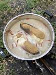 現地でのタケノコあく抜き